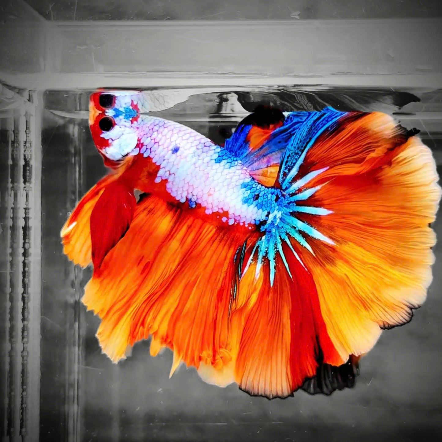 Koi Candy Nemo Halfmoon Male Betta Fish