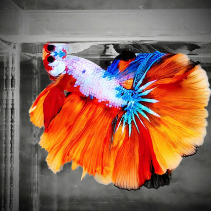 Koi Candy Nemo Halfmoon Male Betta Fish