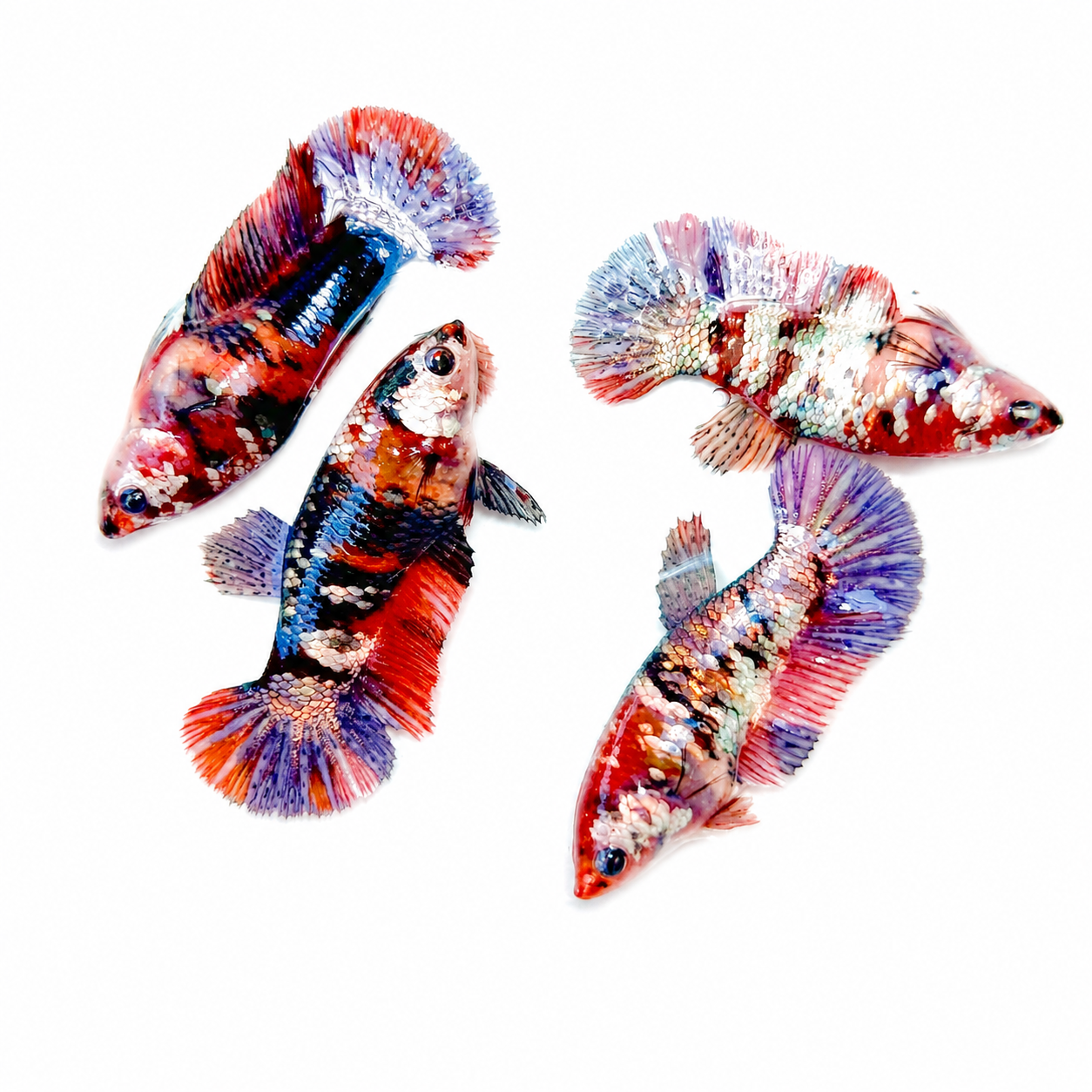Koi Nemo Copper Plakat Female Betta Fish