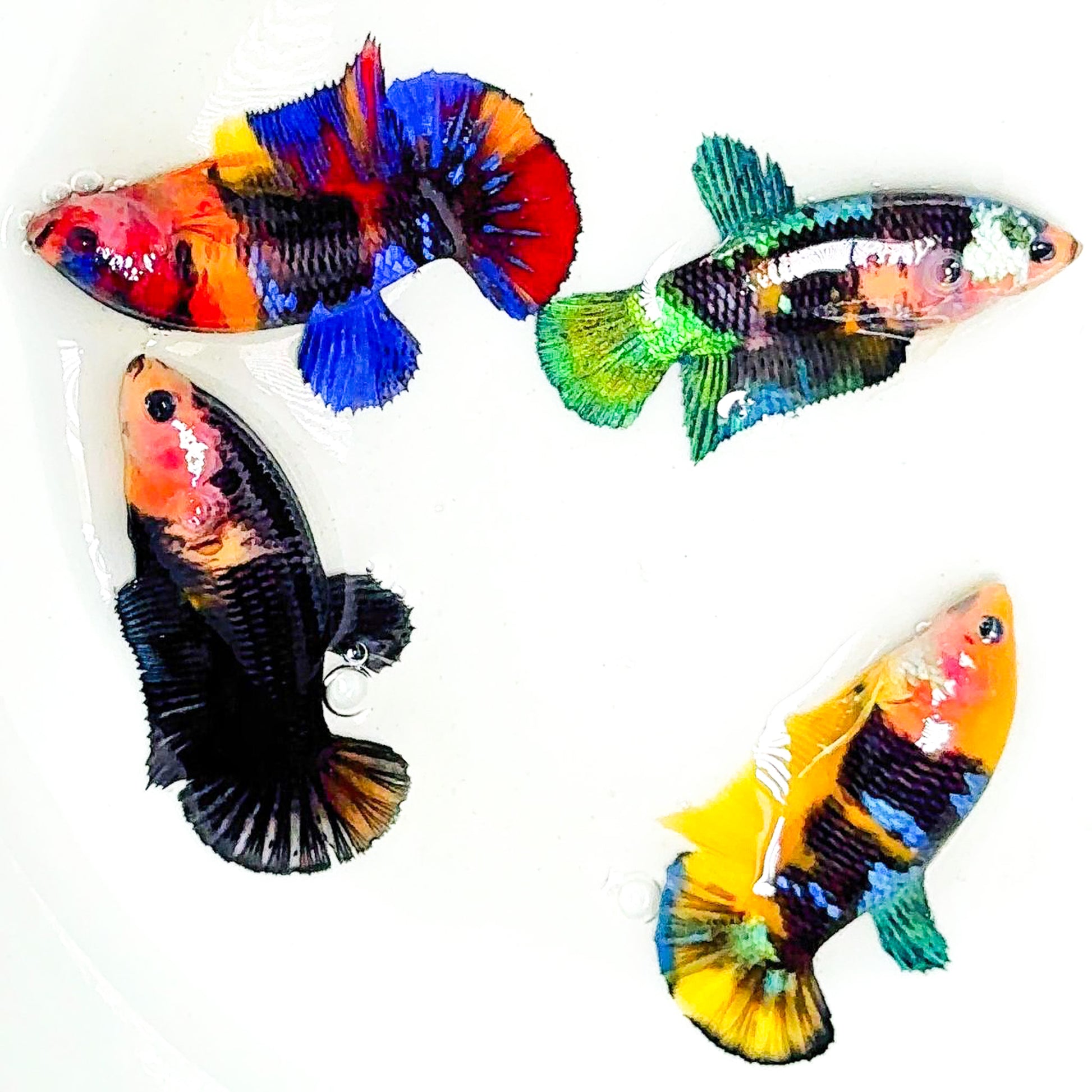 Koi Nemo Dark Night Plakat Female Betta Fish