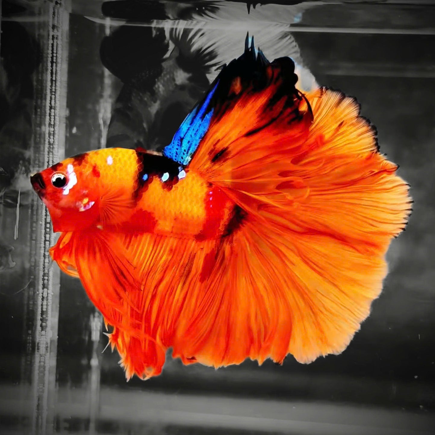 Koi Nemo Fire Halfmoon Male Betta Fish