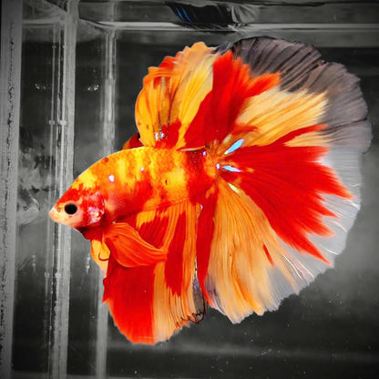 Koi Nemo Fire Halfmoon Male Betta Fish
