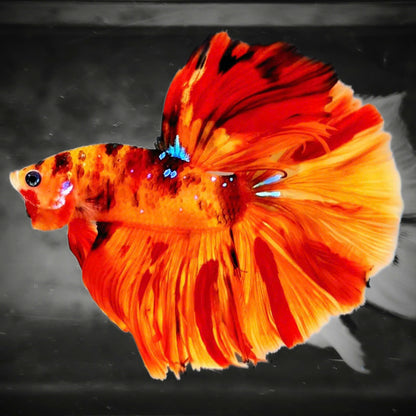 Koi Nemo Fire Halfmoon Male Betta Fish