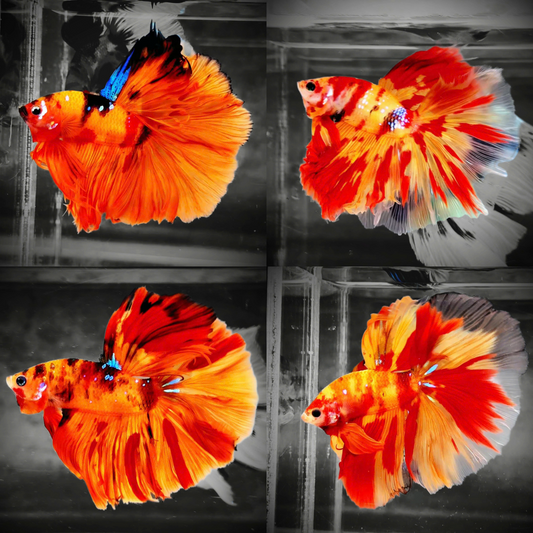 Koi Nemo Fire Halfmoon Male Betta Fish