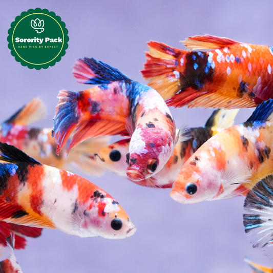 Koi Nemo Fire Female Betta Sorority Pack