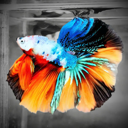 Koi Nemo Halfmoon Male Betta Fish