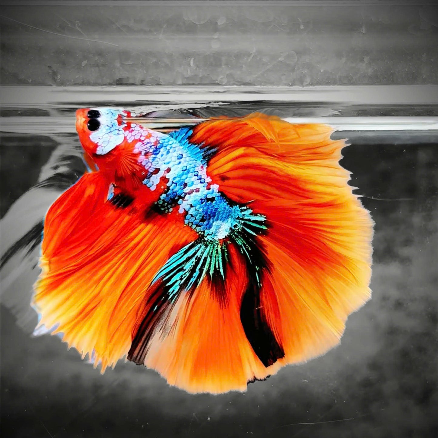 Koi Nemo Halfmoon Male Betta Fish