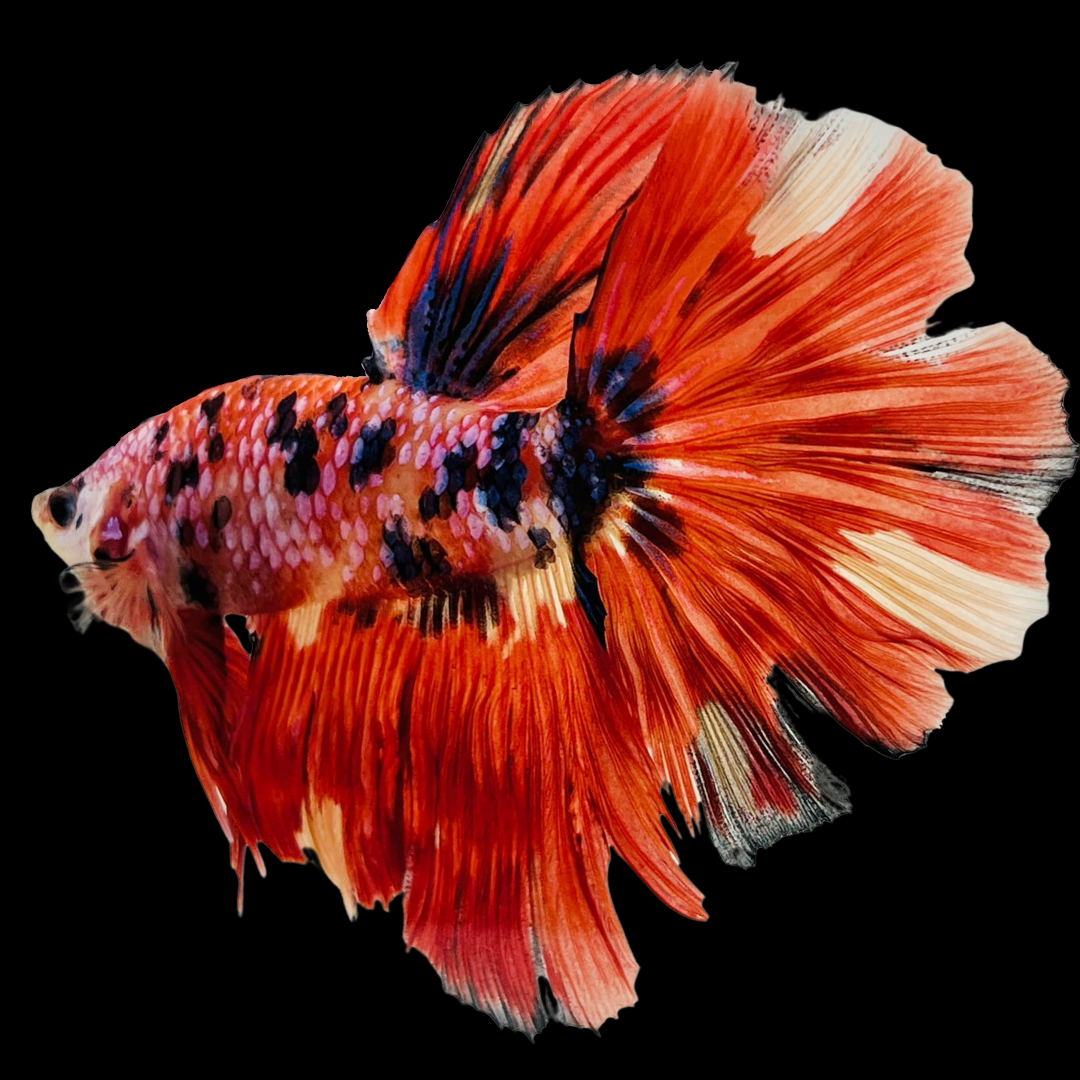 Koi Nemo Halfmoon Male Betta Fish | Buy 4 Get 1 Free | Mystery Betta