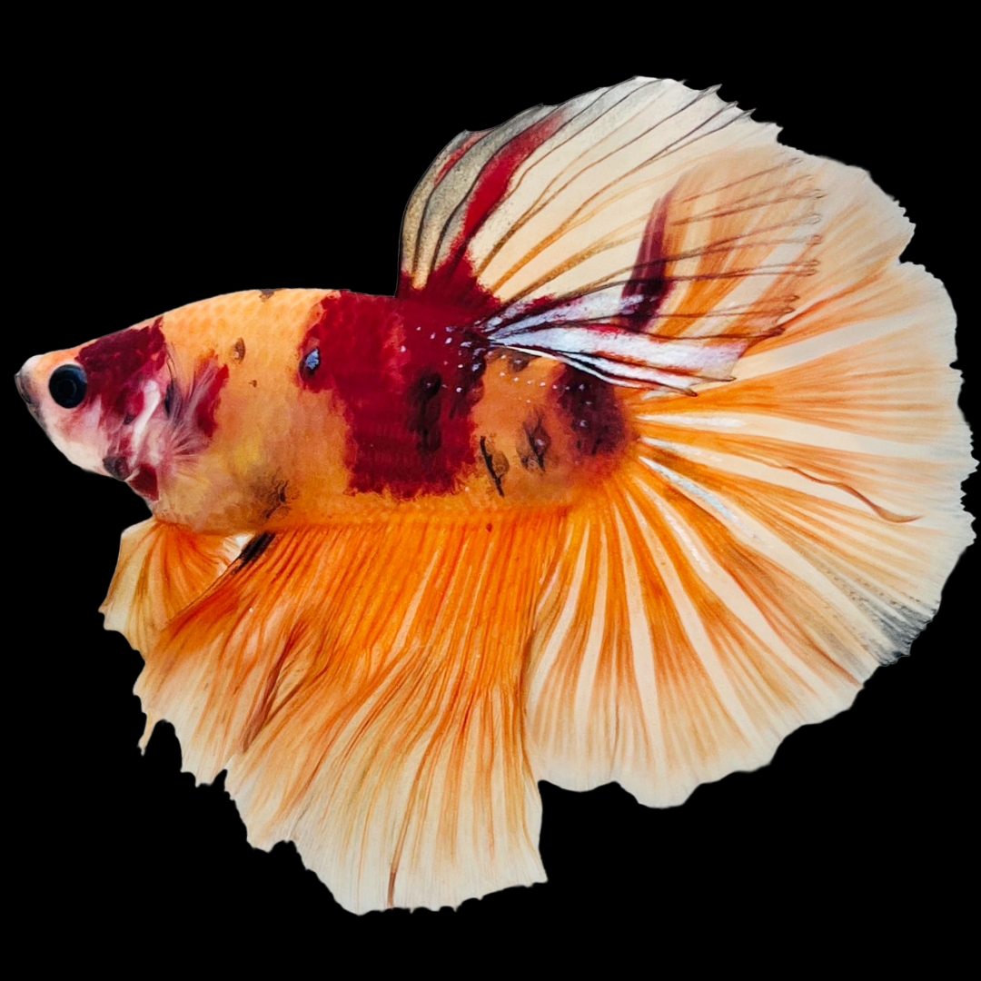 Koi Nemo Halfmoon Male Betta Fish | Buy 4 Get 1 Free | Mystery Betta