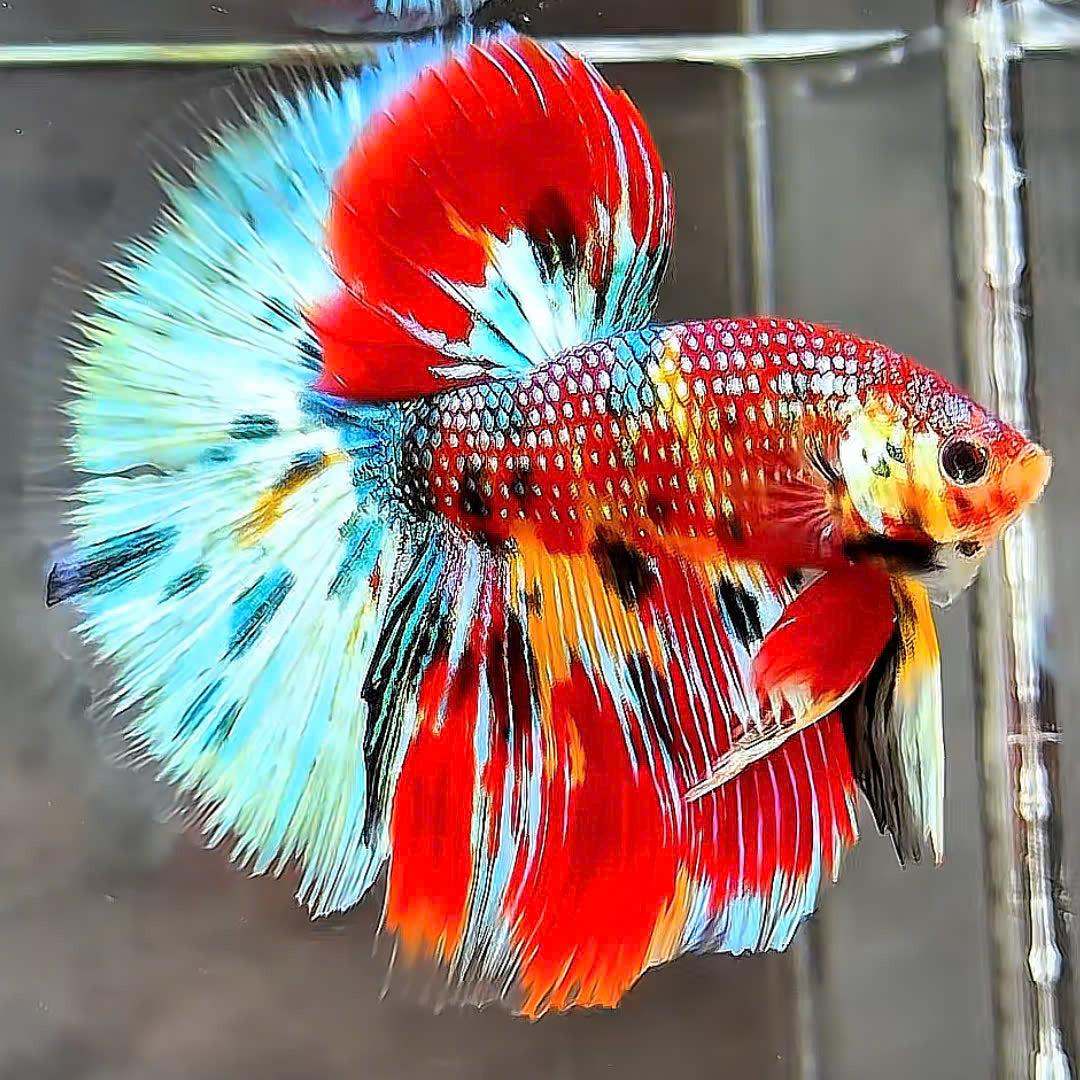 Koi Fish Galaxy Betta For Sale Mix Galaxy Halfmoon Male Betta High