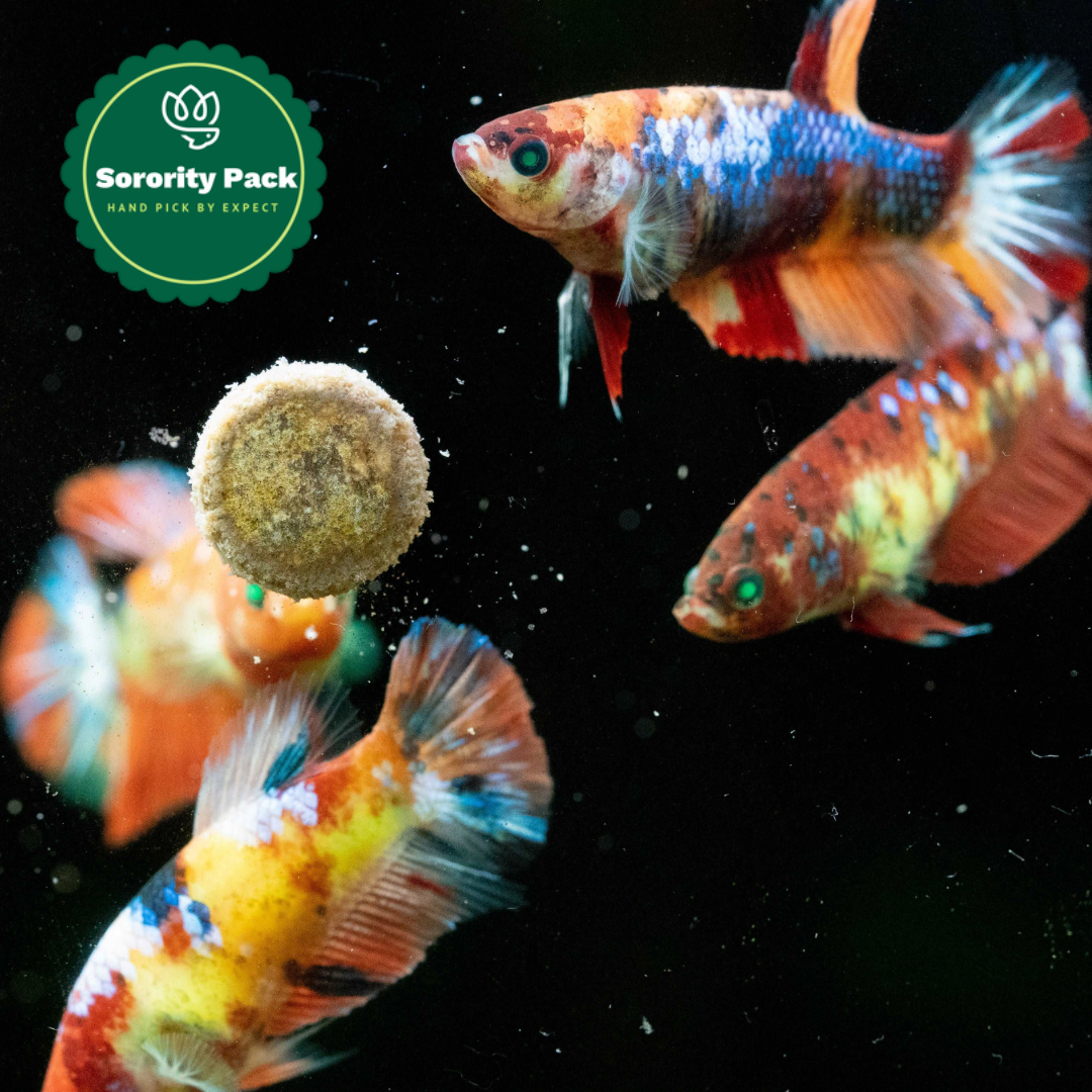 Female Betta Fish Koi Nemo Neon Plakat Sorority | Successful Sorority Pack