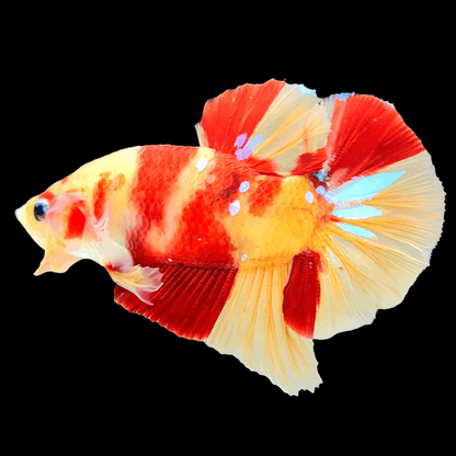 Nemo Galaxy Male Betta Fish High Grade | Buy 4 Get 1 Free | Mystery Betta