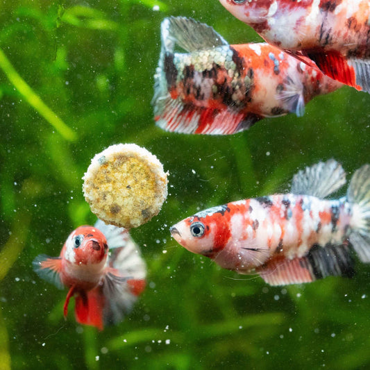 Koi Red Copper Female Betta Fish Sorority