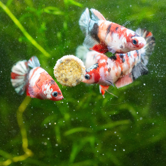 Koi Red Copper Female Betta Fish Sorority