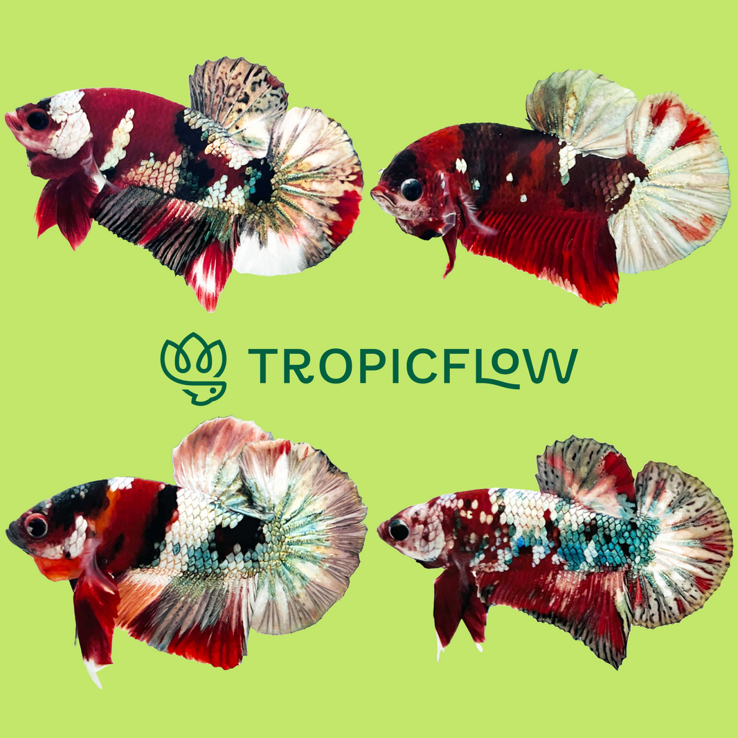 Shop Plakat Bettas: Discover Hardy & Colorful Aquarium Stars – Page 2 ...