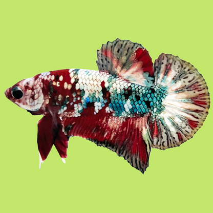 Koi Red Copper Male Betta Fish High Grade | Mystery Betta