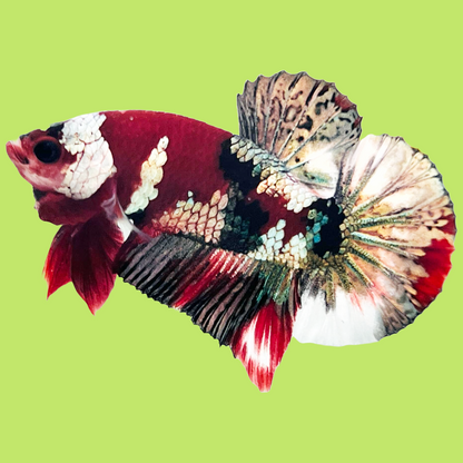 Koi Red Copper Male Betta Fish High Grade | Mystery Betta