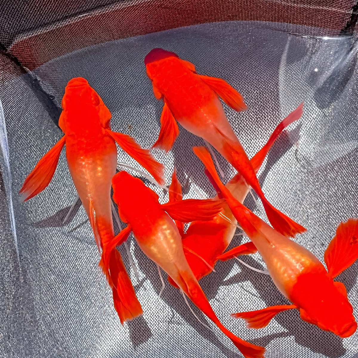 Koi Red Ear Ribbon Guppy Fish