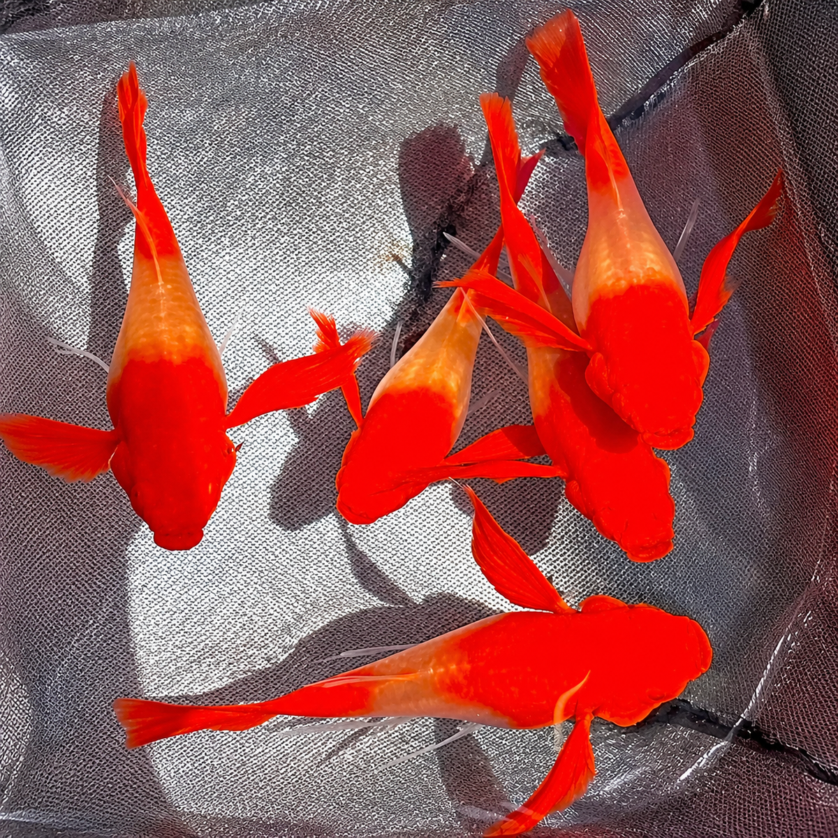Koi Red Ear Ribbon Guppy Fish