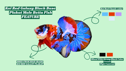 Koi Red Galaxy Black Base Male Betta Fish | Buy 4 Get 1 Free | Mystery Betta