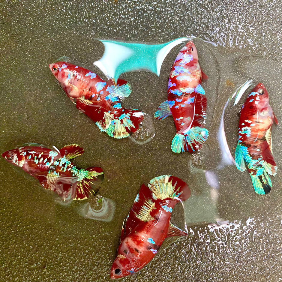 Shop Female Bettas Fish: Peaceful & Colorful Sorority – Tropicflow