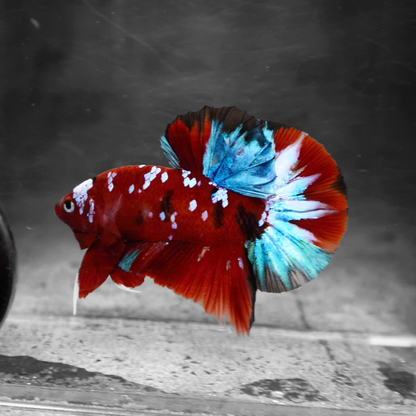 Koi Red Galaxy Male Betta Fish High Grade