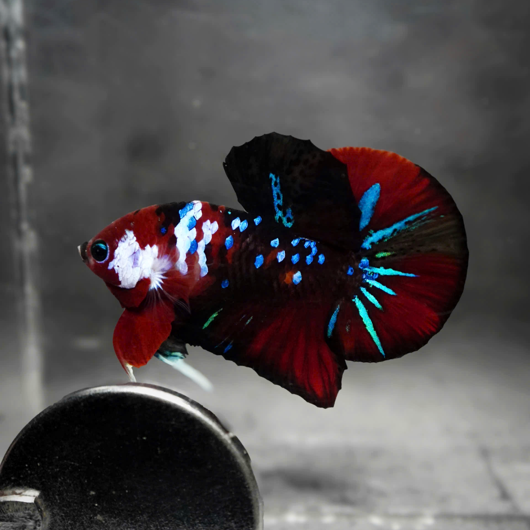 Koi Red Galaxy Male Betta Fish High Grade