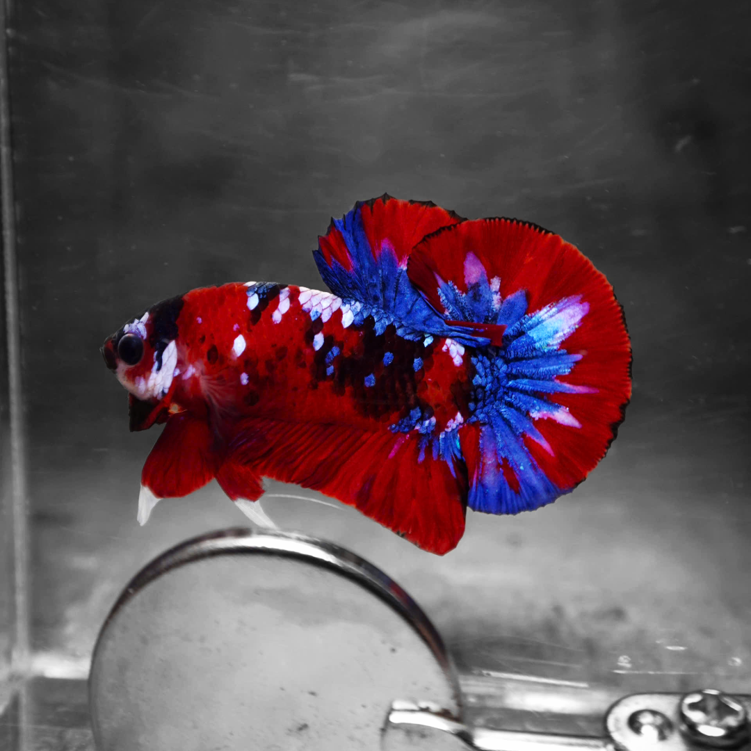 Koi Red Galaxy Male Betta Fish High Grade