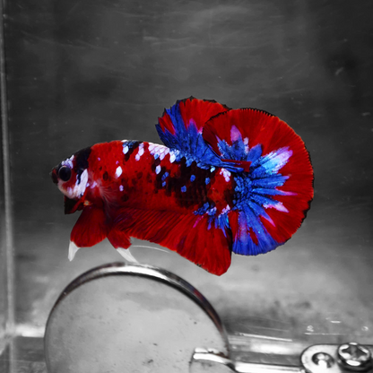 Koi Red Galaxy Male Betta Fish High Grade