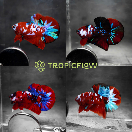 Koi Red Galaxy Male Betta Fish High Grade