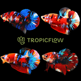Koi Red Galaxy Black Base Male Betta Fish | Buy 4 Get 1 Free | Mystery Betta