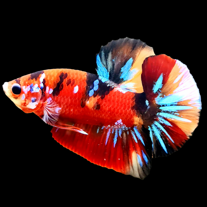 Shop Koi Bettas Fish: Explore The Beauty of Aquatic – Tropicflow