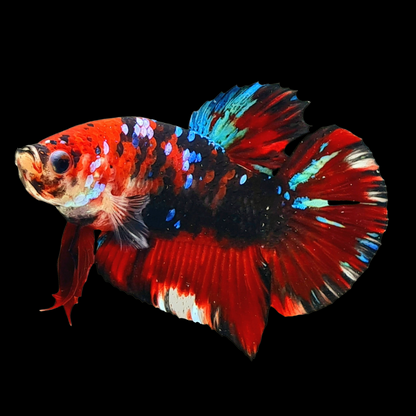 Koi Red Galaxy Black Base Male Betta Fish | Buy 4 Get 1 Free | Mystery Betta