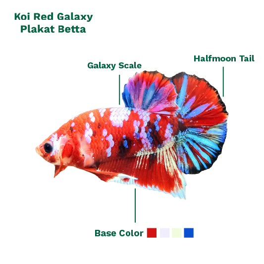 Koi Red Galaxy Plakat Male Betta Fish Feature