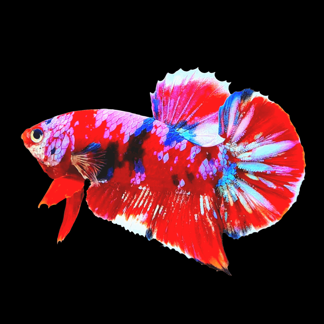 Koi Red Galaxy Male Betta Fish High Grade