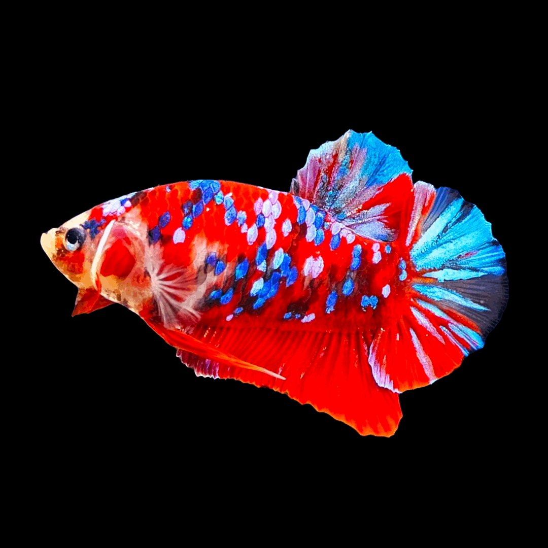 Shop Koi Bettas Fish: Explore The Beauty of Aquatic – Tropicflow