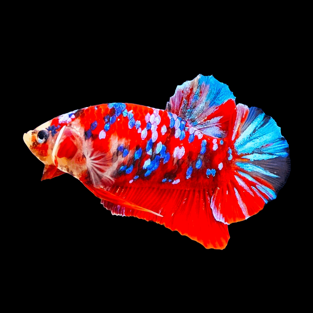 Koi Red Galaxy Male Betta Fish Show Grade