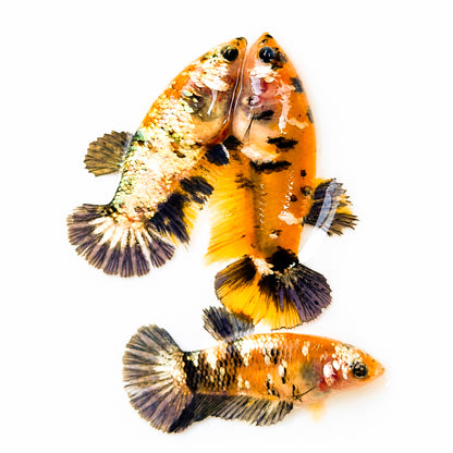 Koi Yellow Copper Plakat Female Betta Fish
