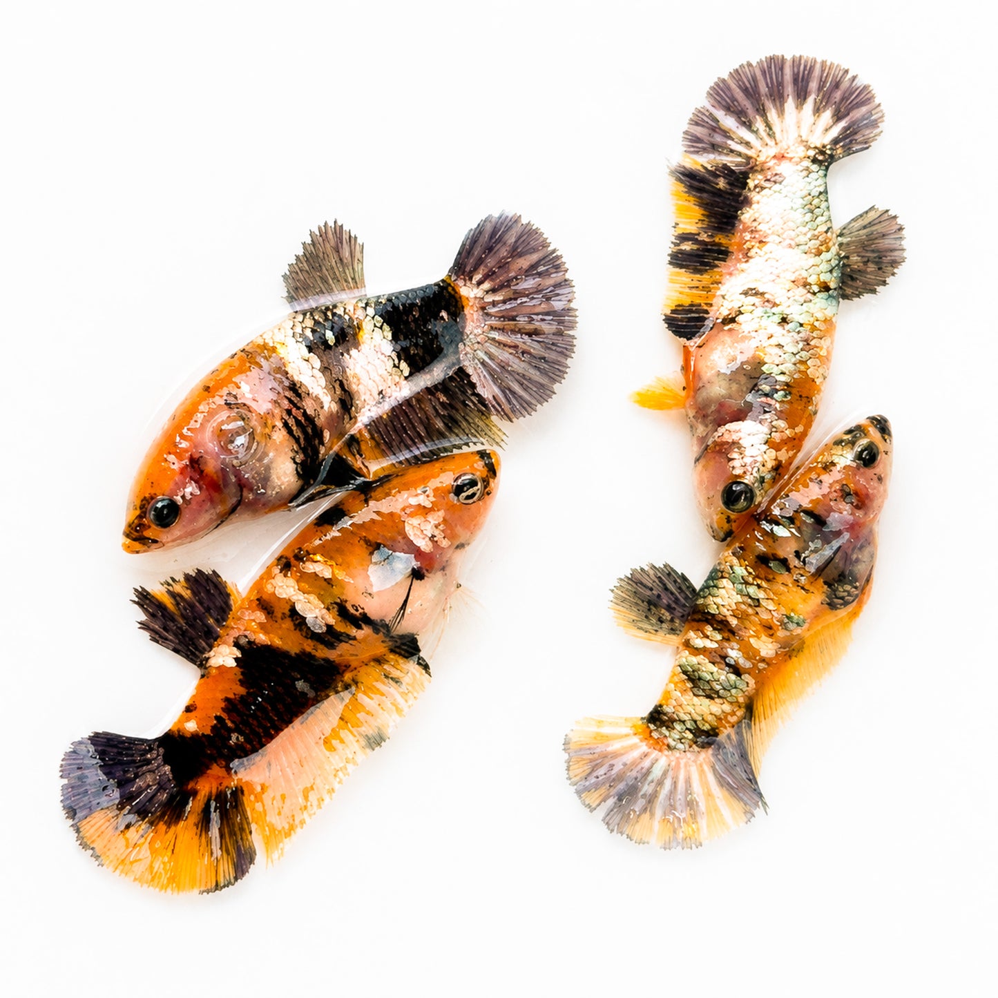 Koi Yellow Copper Plakat Female Betta Fish