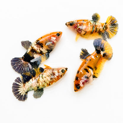 Koi Yellow Copper Plakat Female Betta Fish