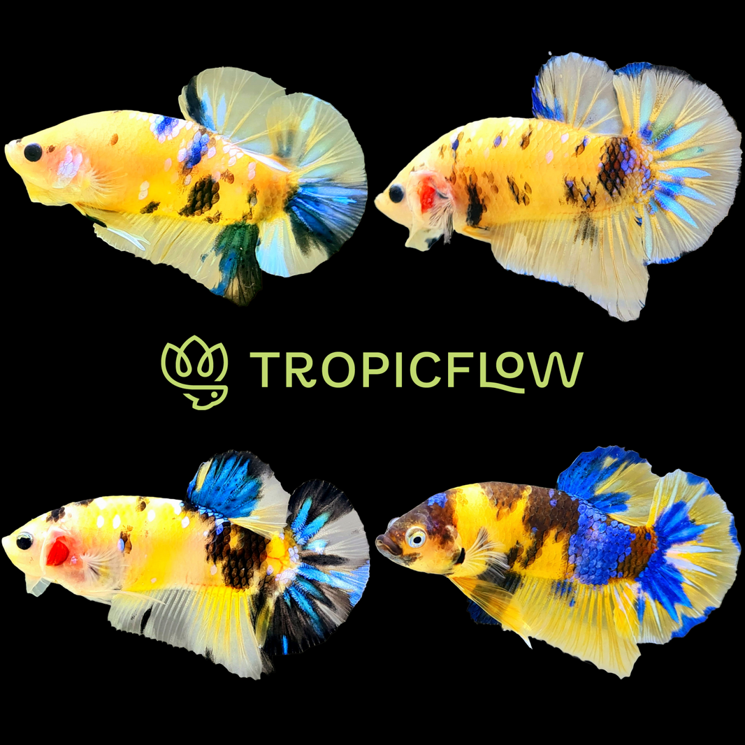 Shop Koi Bettas Fish: Explore The Beauty of Aquatic – Tropicflow