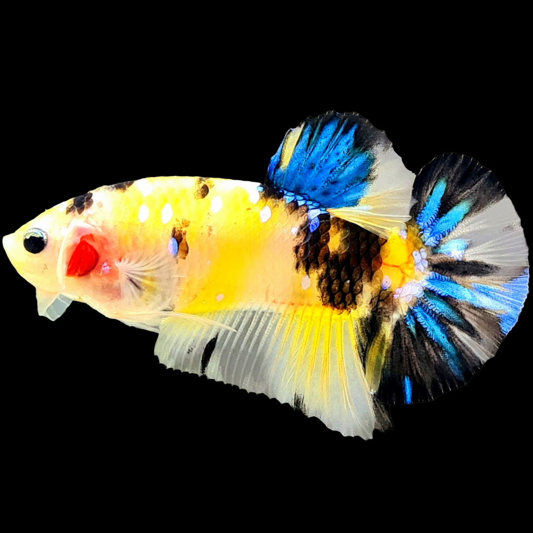 Koi Yellow Galaxy Male Betta Fish | Mid Grade | Mystery Betta