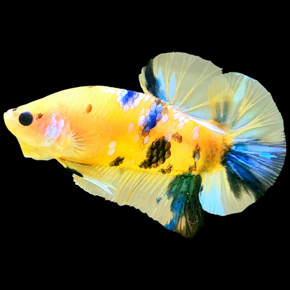 Koi Yellow Galaxy Male Betta Fish | Mid Grade | Mystery Betta