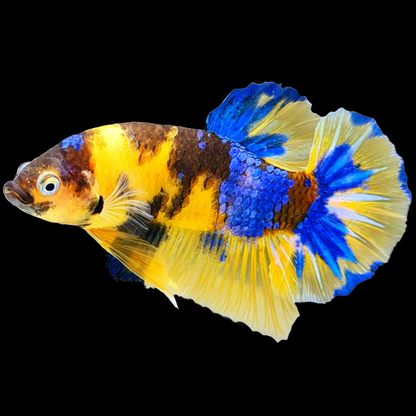 Koi Yellow Galaxy Male Plakat Betta Fish | Mid Grade | Mystery Betta