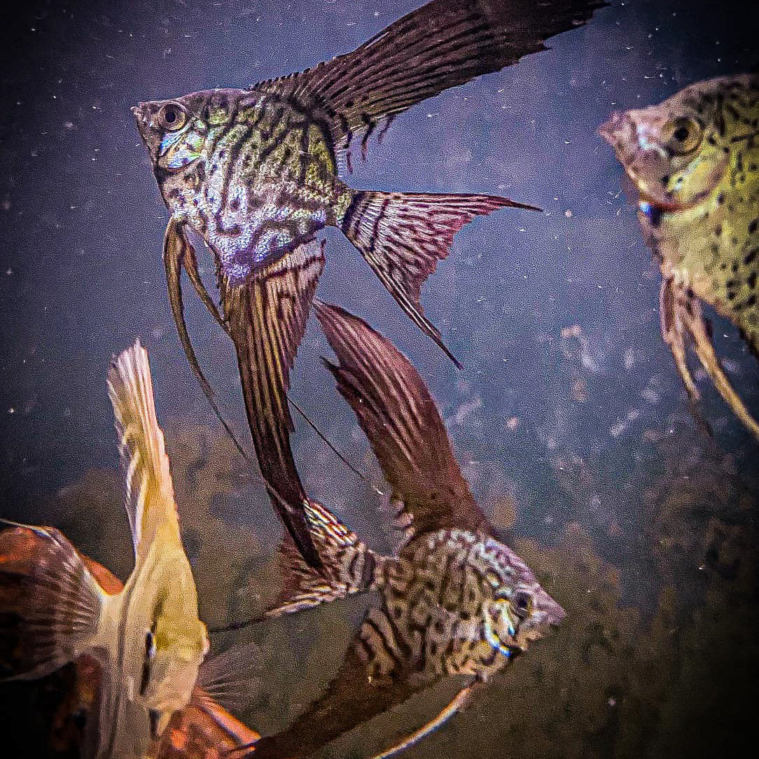 Leopard Angelfish