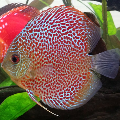 Leopard Discus Fish