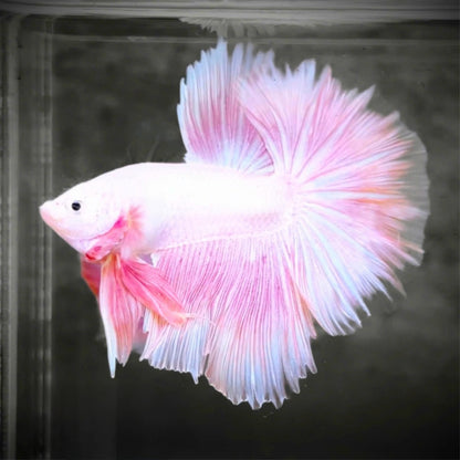 Beautiful Pink Halfmoon Betta Fish in Clean Aquarium | Gentle Temperament | Tropical Fish Pet