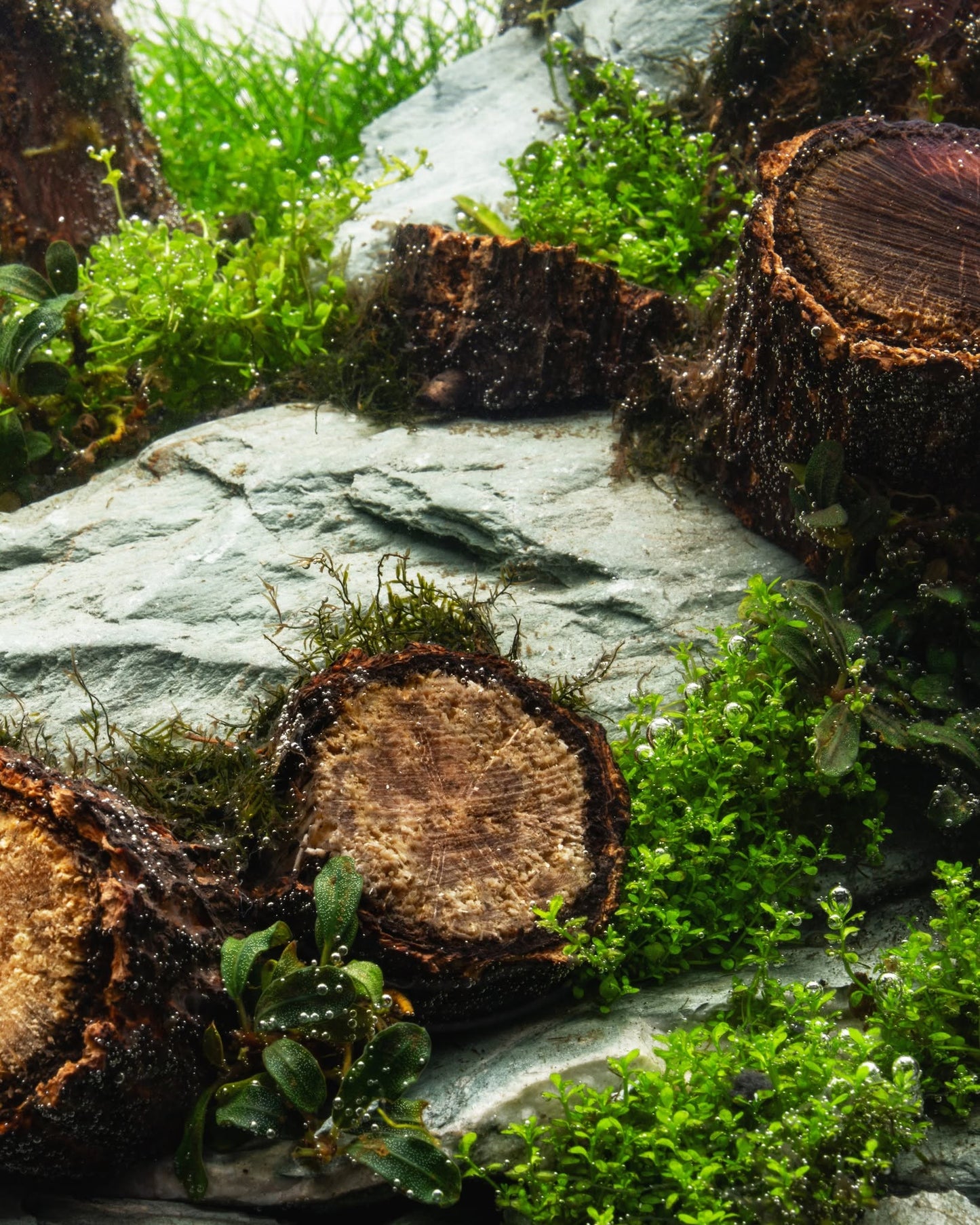 Log Wood | Easy Position Aquascape Wood