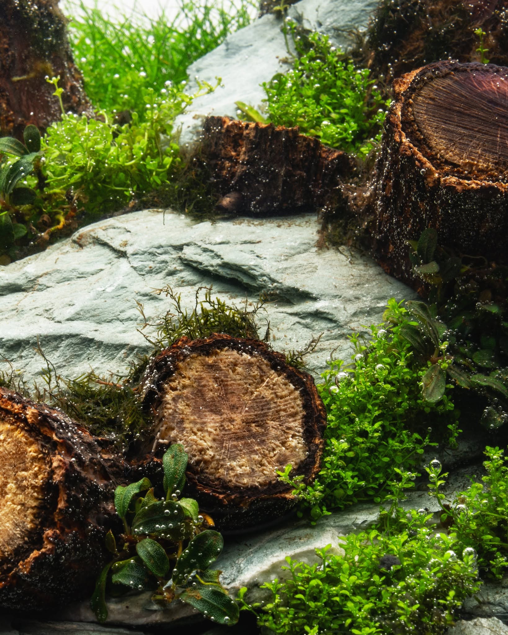 Log Wood | Easy Position Aquascape Wood