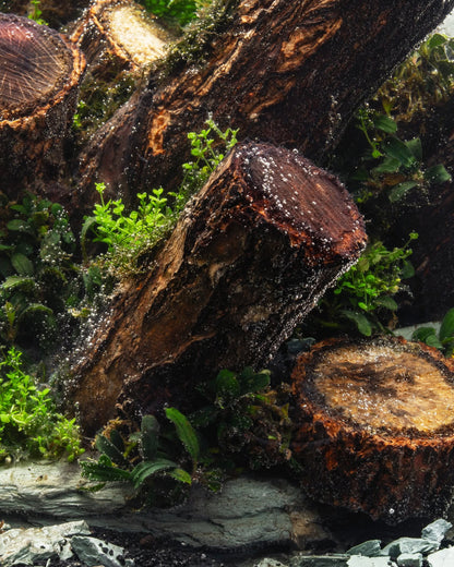 Log Wood | Easy Position Aquascape Wood